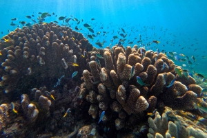 Cairns: Snorklaus Ison valliriutan luona ja luonnonkaunis lento