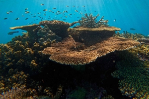 Cairns: Snorklaus Ison valliriutan luona ja luonnonkaunis lento