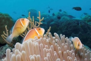 Cairns Great Barrier Reef: Snorkel Day Trip