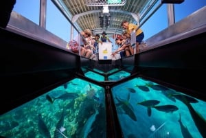 Cairns: Green Island Full-Day Tour with Diving