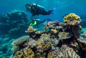 Cairns: Green Island Full-Day Tour with Diving
