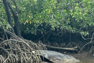 Cairns: tour guidato in moto d'acqua da 30 o 60 minuti