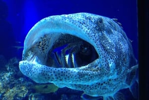 Cairns: Guided Twilight Tour of the Aquarium with Dinner