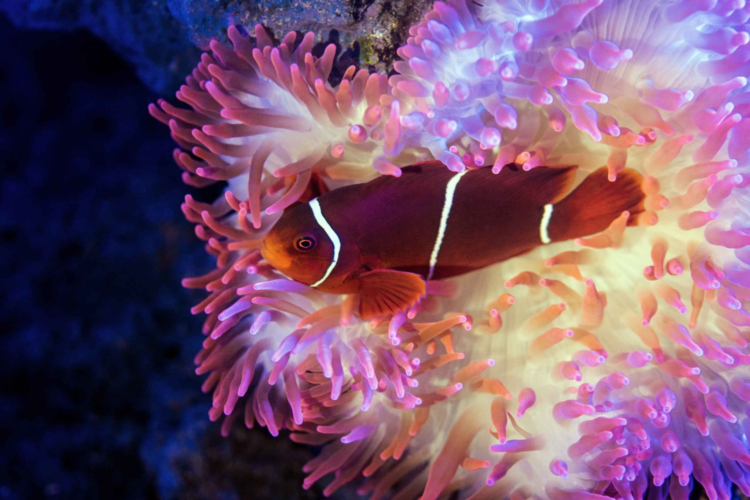 Cairns: Guided Twilight Tour of the Aquarium
