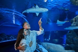 Cairns : Visite guidée de l'Aquarium au crépuscule
