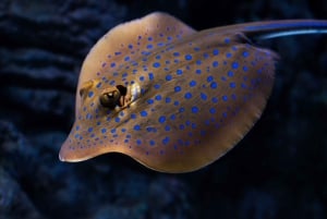 ケアンズ：水族館のガイド付きトワイライト ツアー