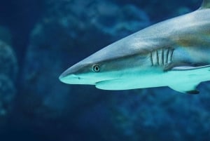 ケアンズ：水族館のガイド付きトワイライト ツアー