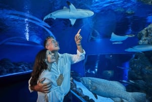 ケアンズ：水族館のガイド付きトワイライト ツアー