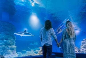 ケアンズ：水族館のガイド付きトワイライト ツアー