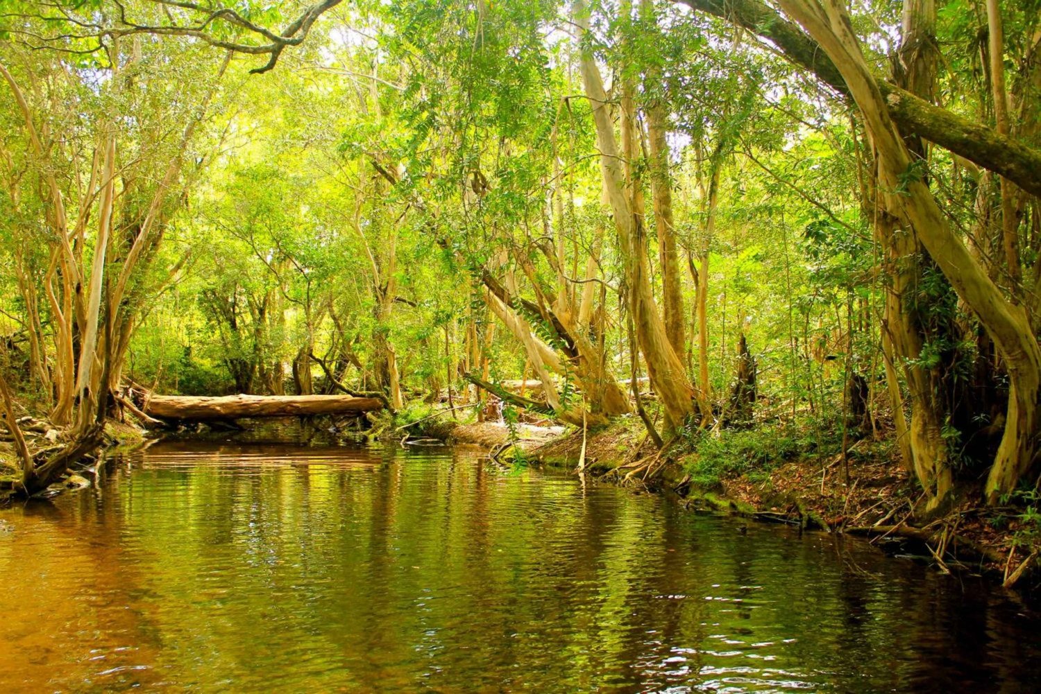 Cairns: Half-Day 4WD Rainforest & Waterfall Tour