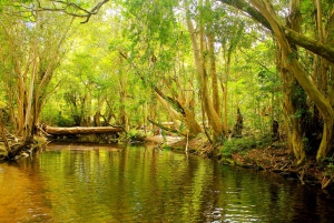 Cairns: Half-Day 4WD Rainforest & Waterfall Tour