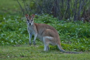 Cairns: Half-Day 4WD Rainforest & Waterfall Tour