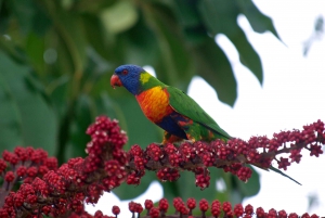 Cairns: Half-Day 4WD Rainforest & Waterfall Tour