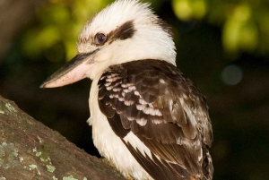 Cairns: Half-Day 4WD Rainforest & Waterfall Tour