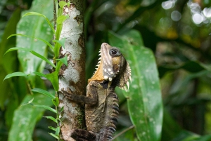 Cairns: Half-Day 4WD Rainforest & Waterfall Tour