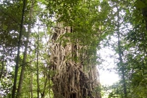 Cairns: Half-Day 4WD Rainforest & Waterfall Tour