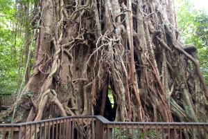 Cairns: Half-Day Premium 4WD Rainforest & Waterfall Tour