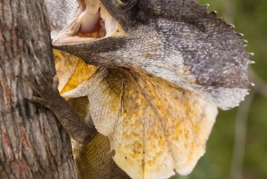 Cairns: Half-Day Premium 4WD Rainforest & Waterfall Tour