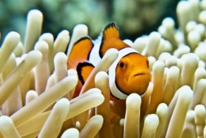 Cairns: Halvdags snorkling på Great Barrier Reef