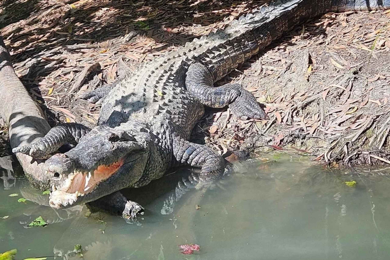 Cairns: Hartley's Crocodile Adventures transfer och retur