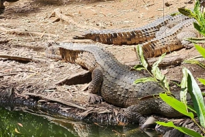 Cairns: Hartley's Crocodile Adventures transport og hjemrejse