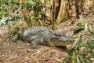 Cairns: Hartley's Crocodile Adventures Vierailu ja kuljetus