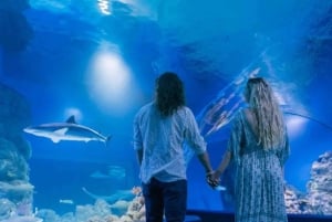 Cairns: Heißluftballonfahrt & Eintritt ins Cairns Aquarium