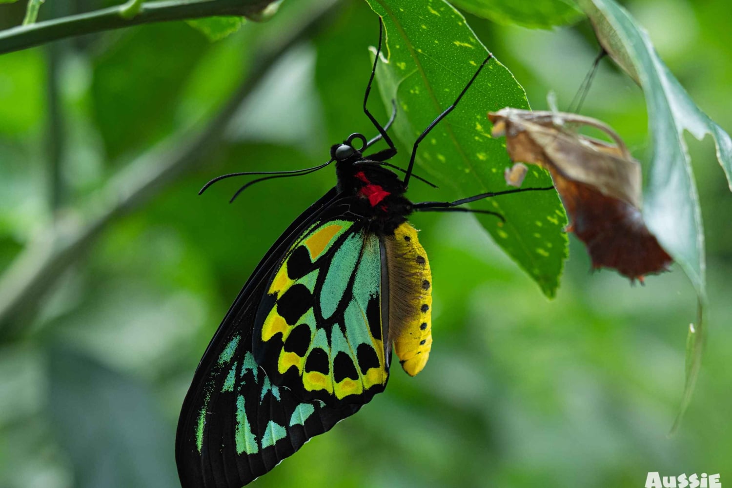 ケアンズ：ケアンズ植物園の昆虫写真撮影ツアー