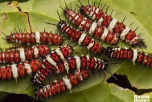 Cairns Recorrido fotográfico de insectos por los Jardines Botánicos de Cairns
