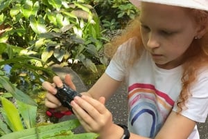 Cairns: Tour fotográfico de insetos no Jardim Botânico de Cairns