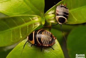 Cairns : Photographie d'insectes dans les jardins botaniques de Cairns