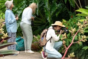 Cairns: Insektsfotograferingstur i Cairns botaniska trädgård