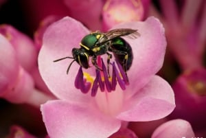 Cairns : Photographie d'insectes dans les jardins botaniques de Cairns