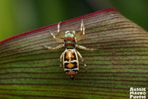 Cairns: Tur med insektfotografering i Cairns Botaniske Have