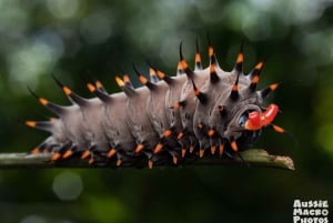 ケアンズ：ケアンズ植物園の昆虫写真撮影ツアー