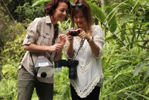ケアンズ：ケアンズ植物園の昆虫写真撮影ツアー