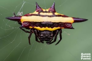 ケアンズ：ケアンズ植物園の昆虫写真撮影ツアー