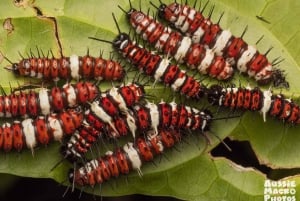 ケアンズ：ケアンズ植物園の昆虫写真撮影ツアー