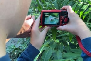 ケアンズ：ケアンズ植物園の昆虫写真撮影ツアー