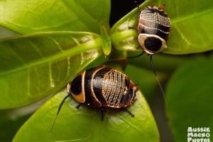 ケアンズ：ケアンズ植物園の昆虫写真撮影ツアー