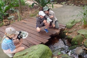 ケアンズ：ケアンズ植物園の昆虫写真撮影ツアー