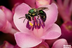 ケアンズ：ケアンズ植物園の昆虫写真撮影ツアー