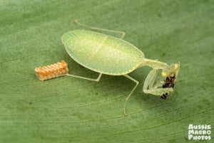 ケアンズ：ケアンズ植物園の昆虫写真撮影ツアー