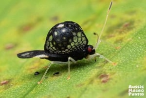 ケアンズ：ケアンズ植物園の昆虫写真撮影ツアー