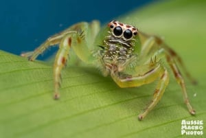 ケアンズ：ケアンズ植物園の昆虫写真撮影ツアー