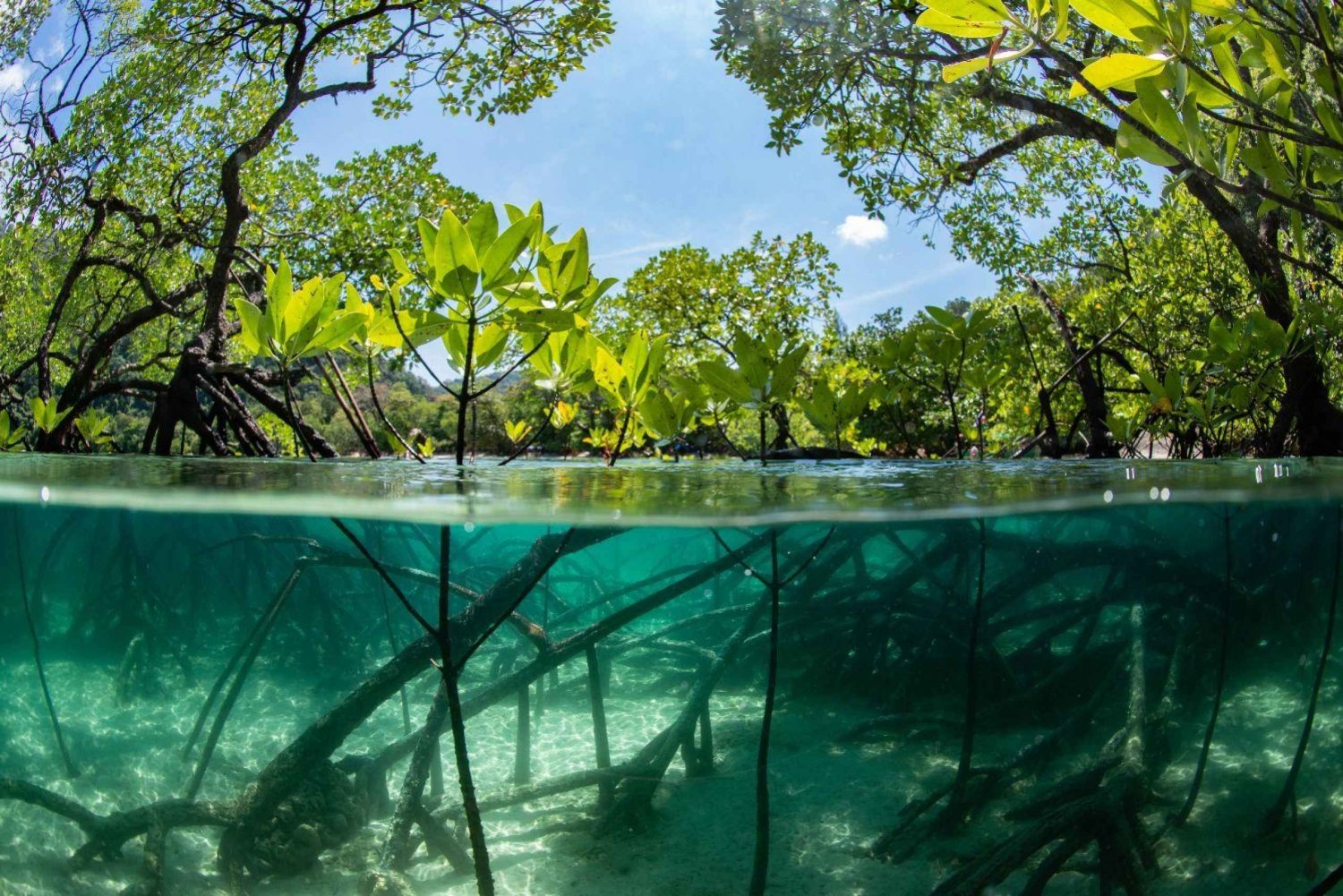 Em Cairns, você pode comprar um ingresso para o Koalas and Creatures com foto do coala.