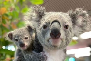 Cairns Koalas and Creatures Inträdesbiljett med Koala-foto