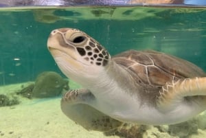 Cairns: Marine Life Encounter with 2-Course Lunch