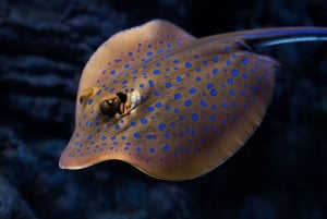 Cairns: Nacht im Aquarium Führung & 2-Gänge-Menü