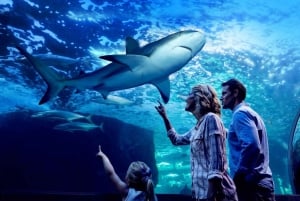 Cairns: Night at the Aquarium Guided Tour & 2 Course Dinner